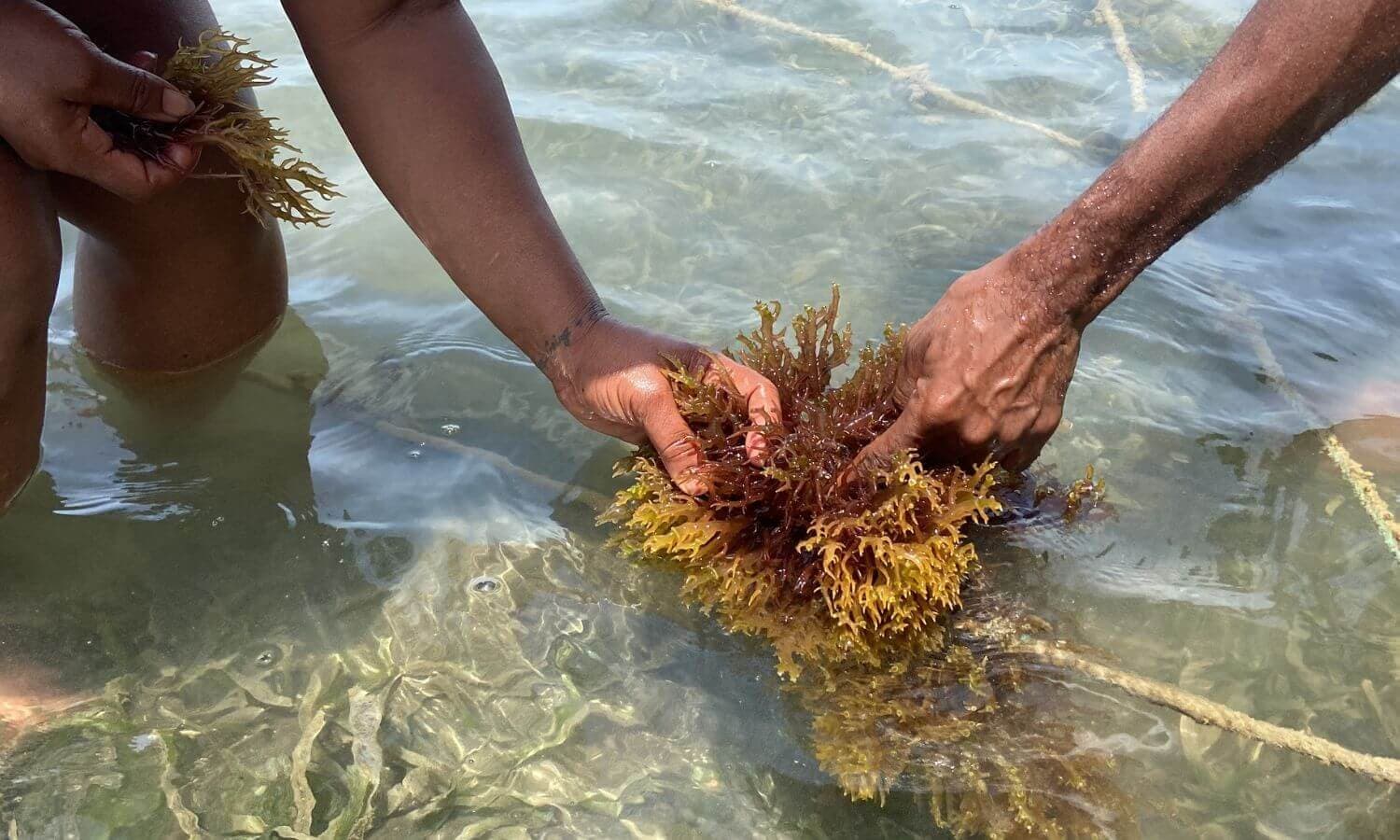 Harvesting sea moss from the water in Grenada with Kimron